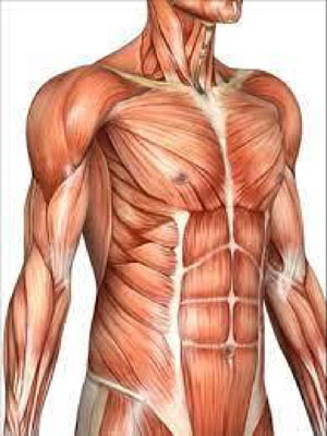 illustration of the musculature of the human torso