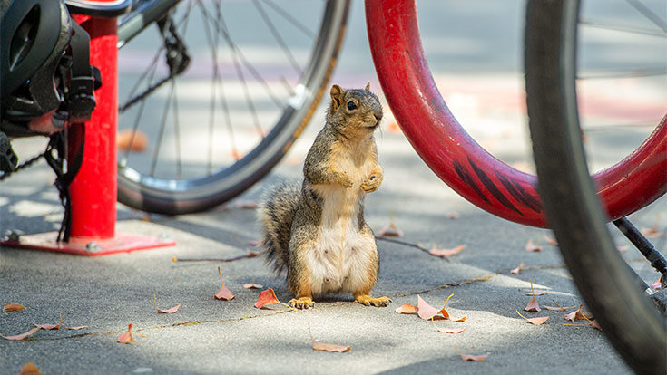 Residency Requirement