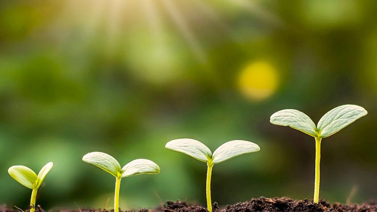 four seedlings sprouting from the ground